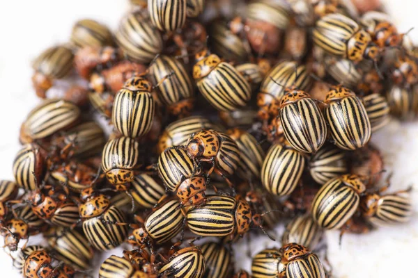 stock image Many Colorado potato beetle.Potato bugs on foliage of potato in nature, natural background, close view.Colorado beetle eats a potato leaves young.