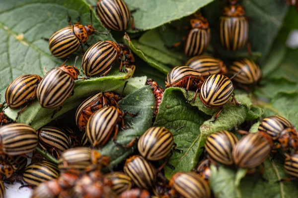 Many Colorado potato beetle.Potato bugs on foliage of potato in nature, natural background, close view.Colorado beetle eats a potato leaves young.