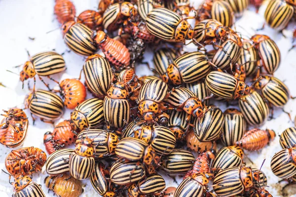 Many Colorado Potato Beetle Potato Bugs Foliage Potato Nature Natural — Stock Photo, Image