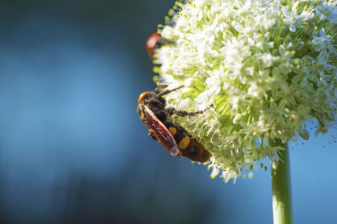 Scolia Lat. Megascola maculata lat. Scolia maculata, pullu bir eşekarısı familyasından bir arı türüdür. Mamut eşekarısı. Scolia dev arısı soğan çiçeğinin üstünde.