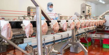 Et fabrikası. Tavuk taşıma bandında tavuk. Et işleme fabrikası üretim hattı. İnsanlar tavuk fabrikasında çalışıyor - stok fotoğrafı. Bir tavuk fabrikasında çalışan bir grup işçi - gıda işleme tesisi kavramları.