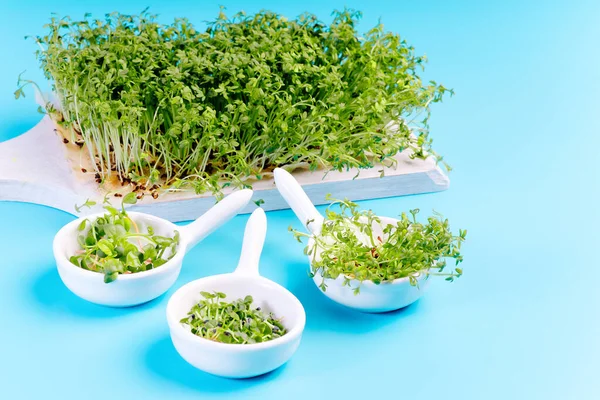 Planting microgreens.Microgreen sprouts raw sprouts, healthy eating concept .Young microgreen sprouts.