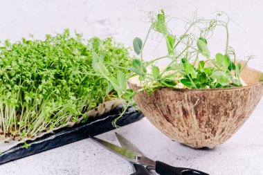 Hafif arka planda yeşil marul yaprakları filizleri kesmek için makasın yanında yatar. Sağlıklı beslenme. Mikroyeşiller.