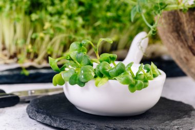 Yakın plan çekimde mikro salatanın yeşil yaprakları. Sağlıklı beslenme. Mikroyeşiller.