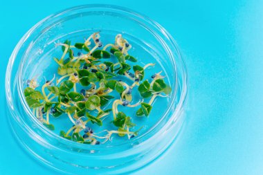 Mikroyeşiller Petri Kabı Laboratuvarını Kapatın Mikroyeşillikler Örnekler Sağlıklı Beslenme Yeşillikleri.