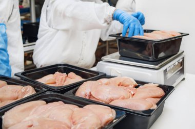 Tavuk fileto üretim hattı. Et işleme ekipmanları. Yarı bitmiş et ürünlerinin üretimi için sıra. Plastik paketleme için konveyör bandında tavuk eti işleniyor.