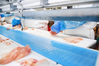 Bir tavuk fabrikasında çalışan bir grup işçi. Yiyecek işleme tesisi konseptleri. Et fabrikası. Tavuk taşıma bandında.