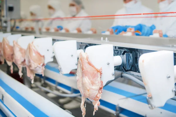 Automated production line in modern food factory.Factory for the production of food from meat.Industrial equipment at a meat factory.The meat factory. chicken on a conveyor belt.meat processing plant.meat processing plant assembly line.