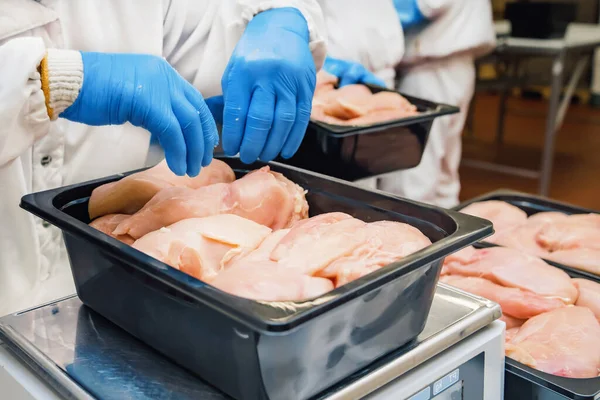 チキンフィレ生産ライン 食肉処理装置 半製品の生産のためのラインプラスチック包装用コンベアベルト上の食品加工鶏の肉 — ストック写真