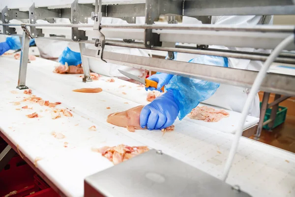 鶏肉工場で働く労働者のグループ 食品加工工場のコンセプト 肉工場 コンベアベルトの上の鶏 — ストック写真