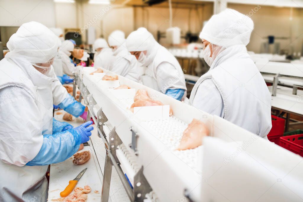 Group of workers working at a chicken factory - food processing plant concepts.The meat factory. chicken on a conveyor belt.