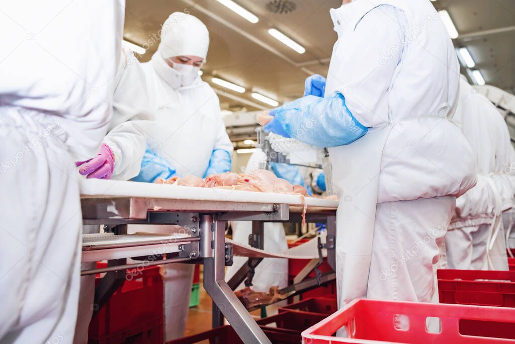 Production line with packaging and cutting of meat.People working at a chicken factory - stock photo.