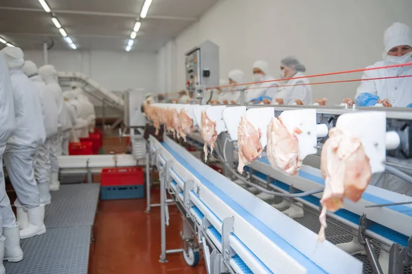 Chicken fillet production line. Factory for the production of food from meat.Production line with packaging and cutting of meat.