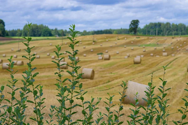 Landwirtschaftliche Landschaft Aus Gelben Wiesen Mit Heuhaufen Sonnigen Herbsttagen — Stockfoto