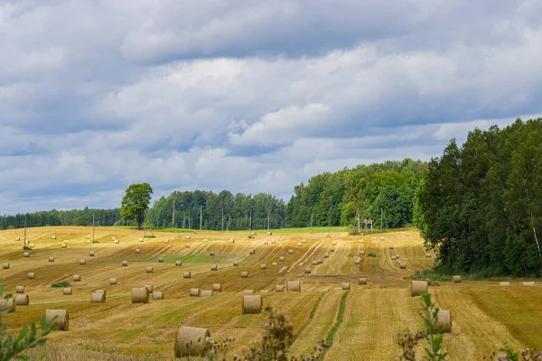 Krajobraz Rolniczy Żółtych Łąk Stosami Siana Słoneczny Jesienny Dzień — Zdjęcie stockowe