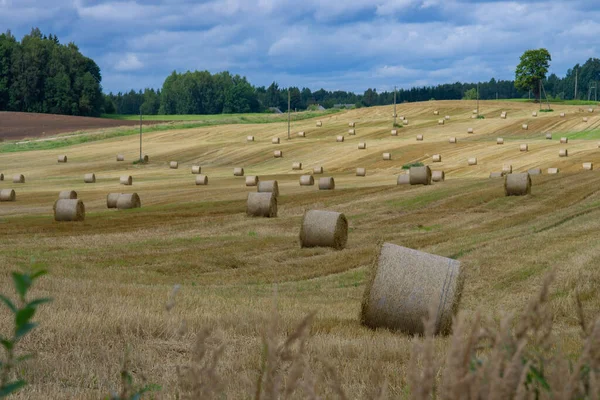 Landwirtschaftliche Landschaft Aus Gelben Wiesen Mit Heuhaufen Sonnigen Herbsttagen — Stockfoto