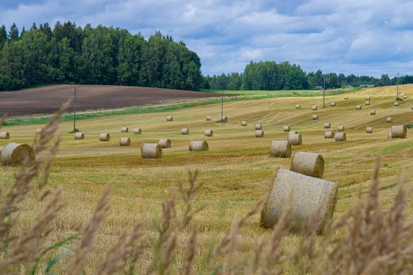 Landwirtschaftliche Landschaft Aus Gelben Wiesen Mit Heuhaufen Sonnigen Herbsttagen — Stockfoto