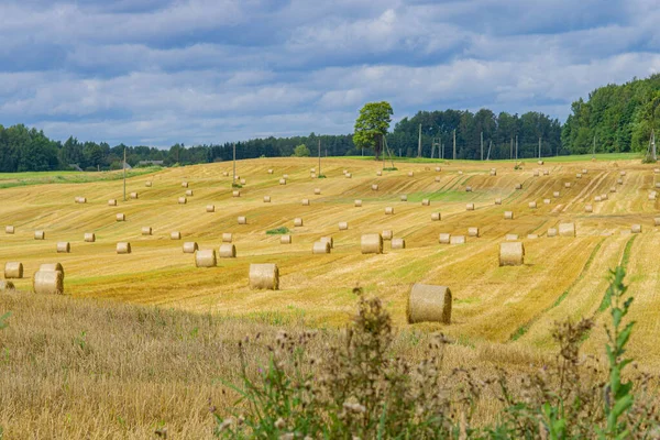 Paesaggio Agricolo Prati Gialli Con Cumuli Fieno Nella Soleggiata Giornata — Foto Stock