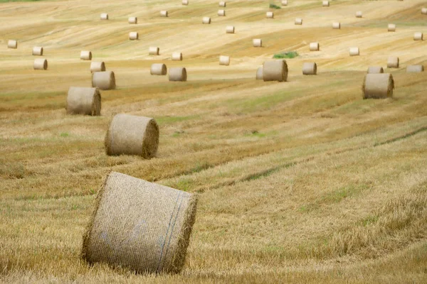 秋の晴れた日に干し草の山と黄色の牧草地の農業風景 — ストック写真