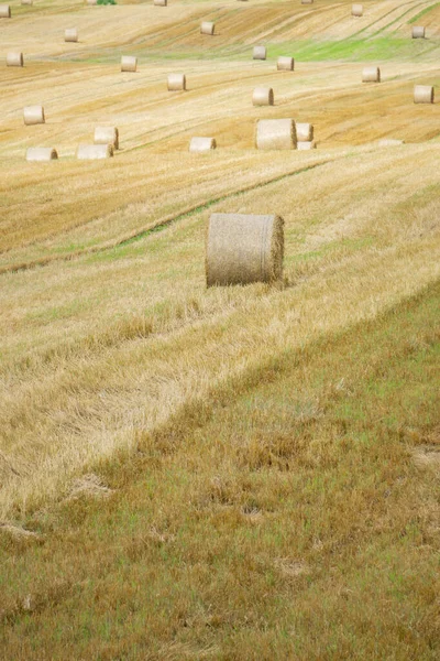 Agricultural Landscape Yellow Meadows Stacks Hay Sunny Autumn Day — Stock Photo, Image