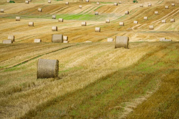 Landwirtschaftliche Landschaft Aus Gelben Wiesen Mit Heuhaufen Sonnigen Herbsttagen — Stockfoto