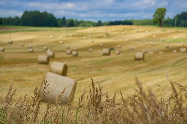 Paesaggio Agricolo Prati Gialli Con Cumuli Fieno Nella Soleggiata Giornata — Foto Stock