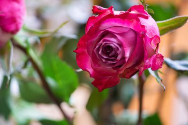 Makro teknikte su damlalarıyla taze çiçekleri kapatın.