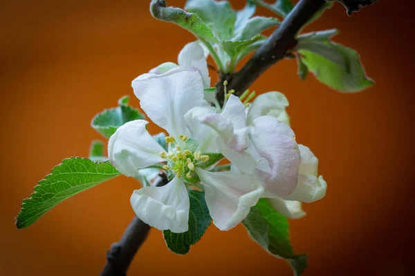 Primer Plano Flores Frescas Con Gotas Agua Técnica Macro Fotos de stock libres de derechos