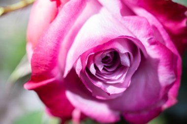 Makro teknikte su damlalarıyla taze çiçekleri kapatın.