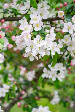 İlkbaharda açan elma ağacının taze çiçekleri.