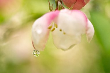 İlkbaharda açan elma ağacının taze çiçekleri.