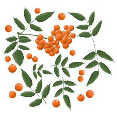 Rowanberry dallı bir desen için bir element