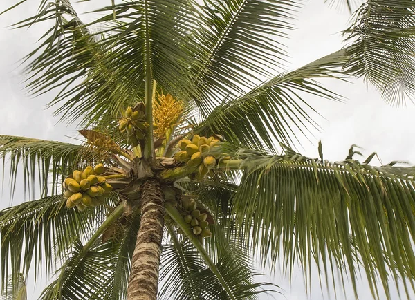 Noix de coco (Cocos nucifera) ) — Photo