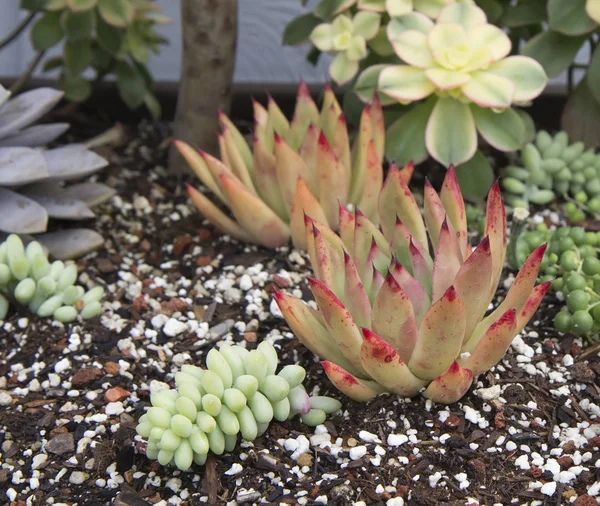 Plantas suculentas jardín — Foto de Stock