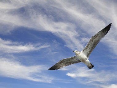 Mavi gökyüzü bulutlar arka plan üzerinde uçan martı