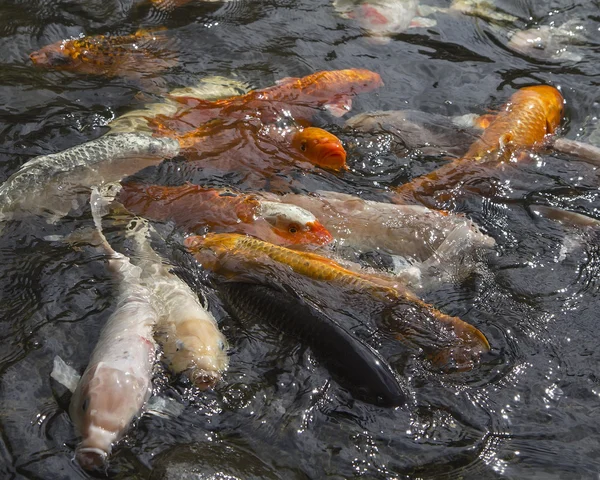 Koi carp fish in koi pond — Stock Photo, Image