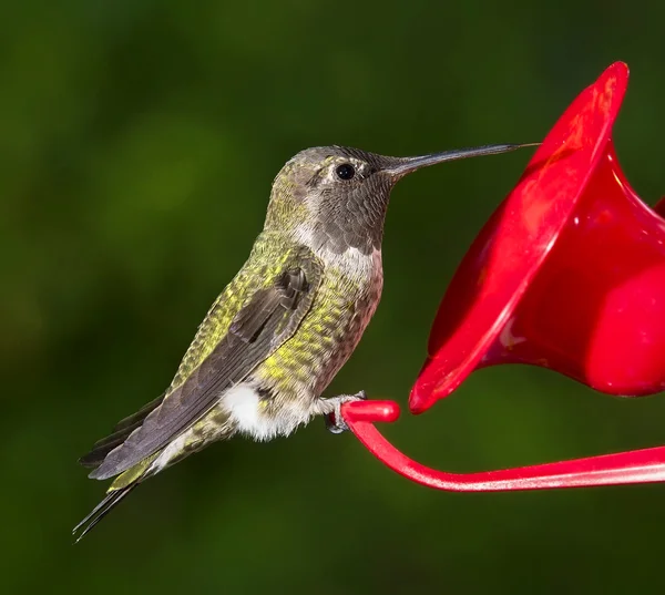 Ruby Throated Hummingbird (femmina) seduto al feeder — Foto Stock