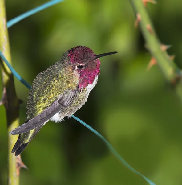 Ruby Throated Hummingbird (hane) sitter på trädgården tråd — Stockfoto