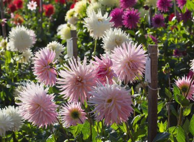 Dahlia Bahçe günbatımı. Arka ışık.