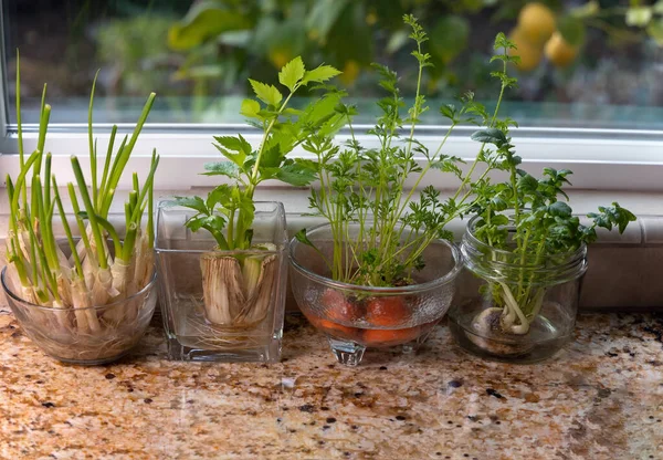 Platos Vidrio Con Hierbas Plantas Que Crecen Jardín Agua Interior Imagen De Stock