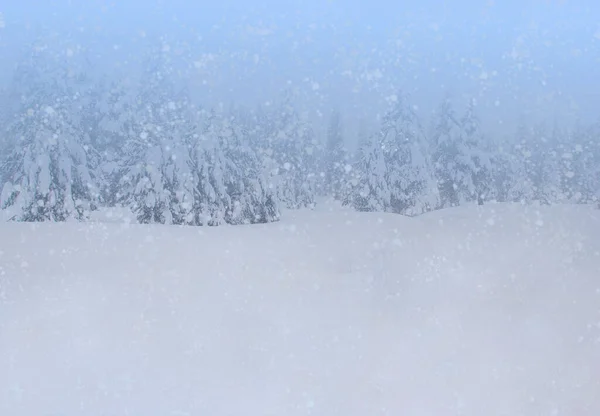 有降雪和白雪的森林的冬季背景 — 图库照片