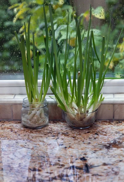 キッチンスクラップから成長緑のタマネギとガラス料理 雨滴と窓の近くの花崗岩キッチンカウンターの屋内ウォーターガーデン ロイヤリティフリーのストック写真