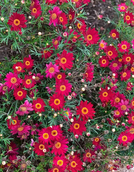 Açan Argyranthemum Fırtınaları Nın Kırmızı Kuyruklu Yıldızı — Stok fotoğraf