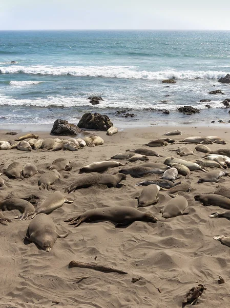 Femelles Phoques Éléphants Juvéniles Elephant Seal Vista Point San Simeon — Photo