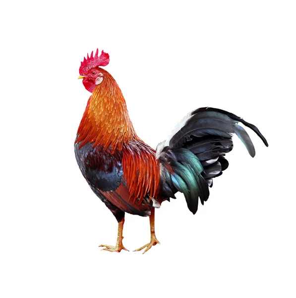 Gallo sobre fondo blanco — Foto de Stock