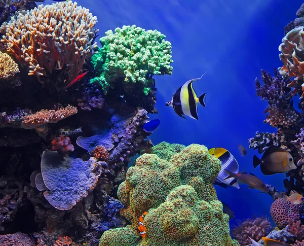 Peixes tropicais e recifes de corais — Fotografia de Stock