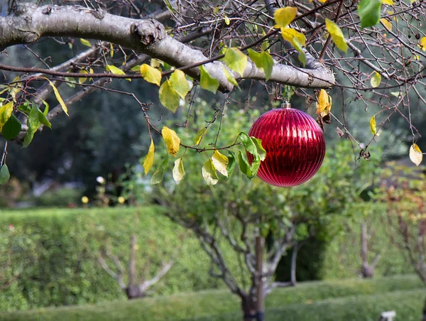 Decoración de Navidad en California verde — Foto de Stock