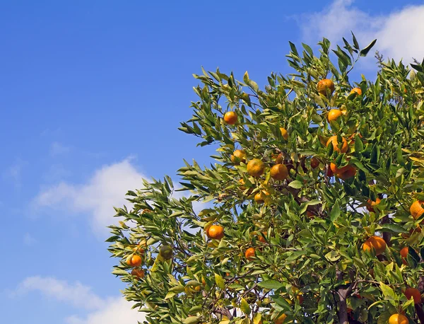 Satsuma Árbol de mandarín con frutas y hojas —  Fotos de Stock