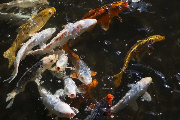 Koi carps in pond — Stock Photo, Image