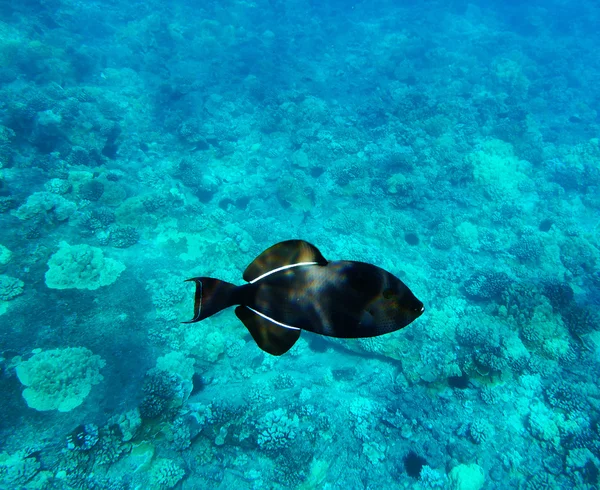 Mercan kayalığı arka plan üzerinde siyah Triggerfish. Molokini, Maui, Hawa